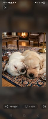 Les chiots de Labrador Retriever