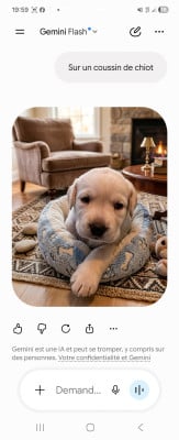 Les chiots de Labrador Retriever
