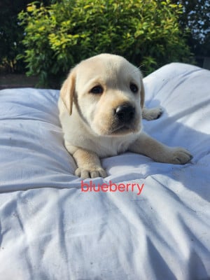 Les chiots de Labrador Retriever