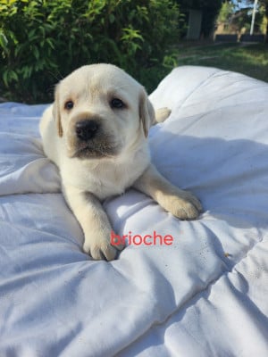Les chiots de Labrador Retriever