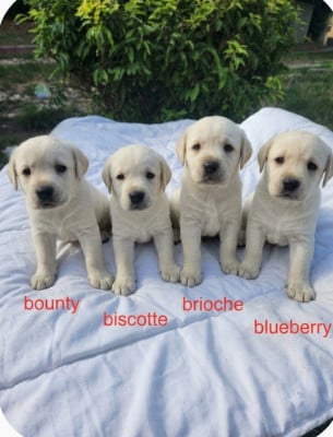 Les chiots de Labrador Retriever