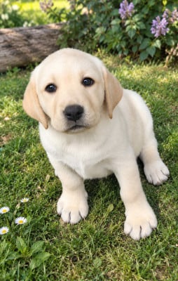 Les chiots de Labrador Retriever