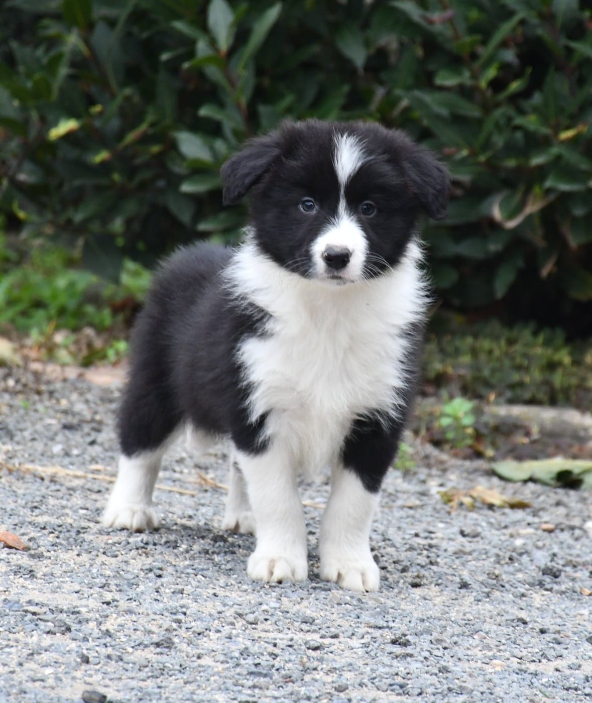 Border Collie - Of Pacific Spirit