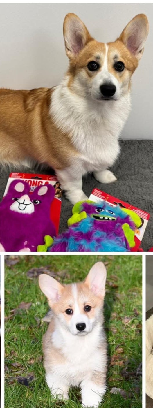 Welsh Corgi Pembroke - Of Pacific Spirit