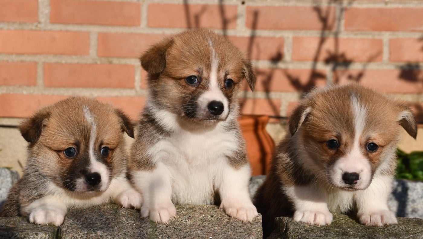 Welsh Corgi Pembroke - Of Pacific Spirit