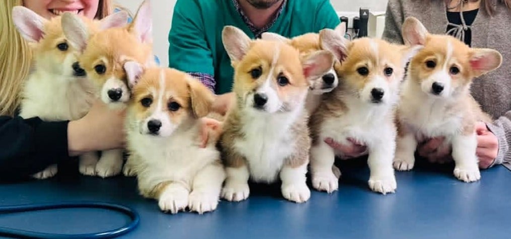 Welsh Corgi Pembroke - Of Pacific Spirit