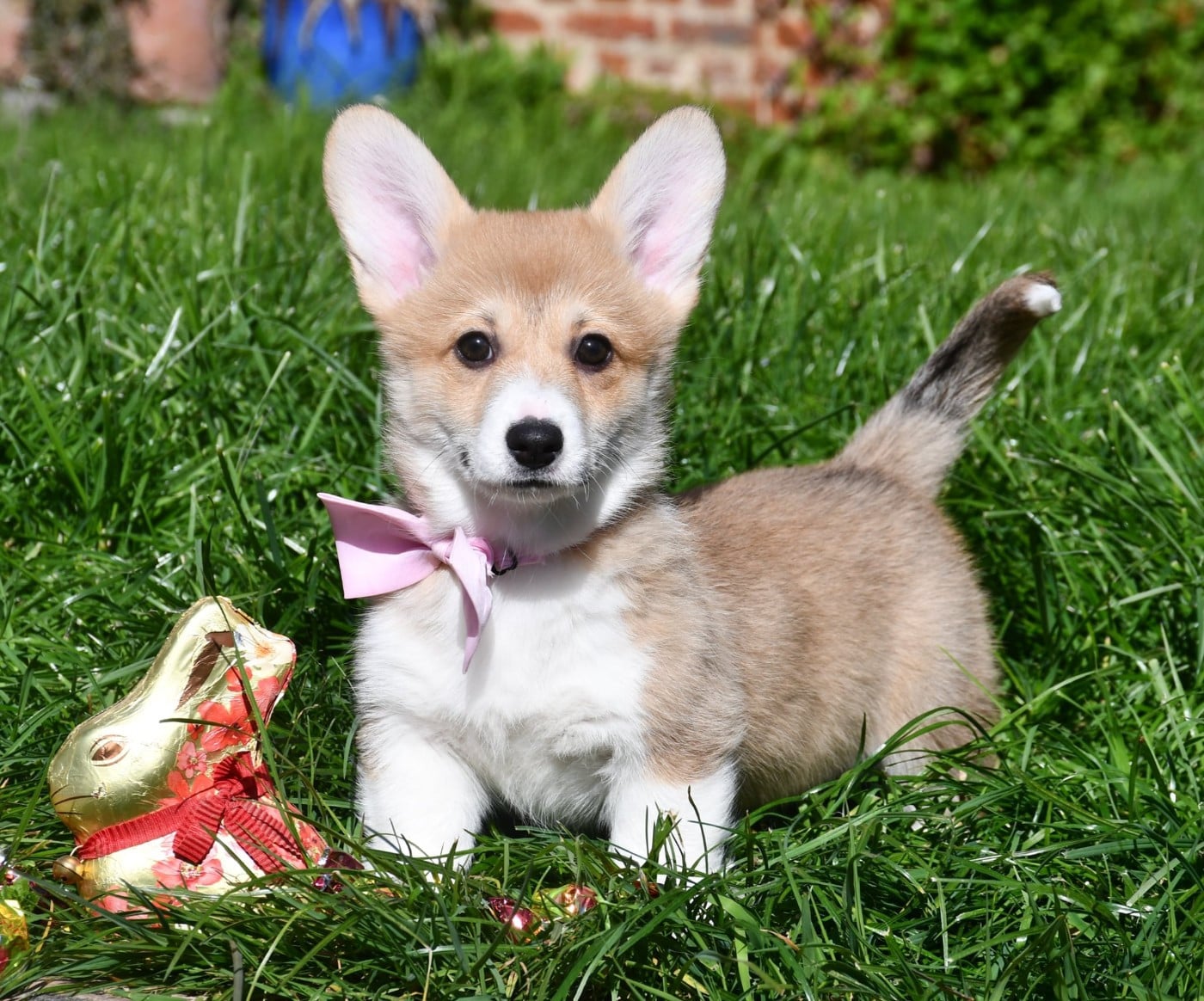 Welsh Corgi Pembroke - Of Pacific Spirit