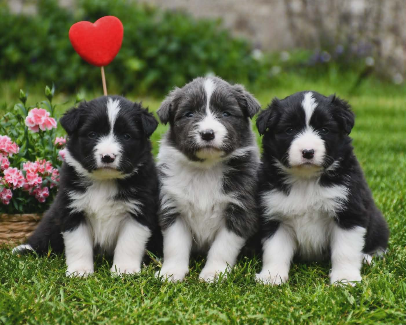 Border Collie - Of Pacific Spirit
