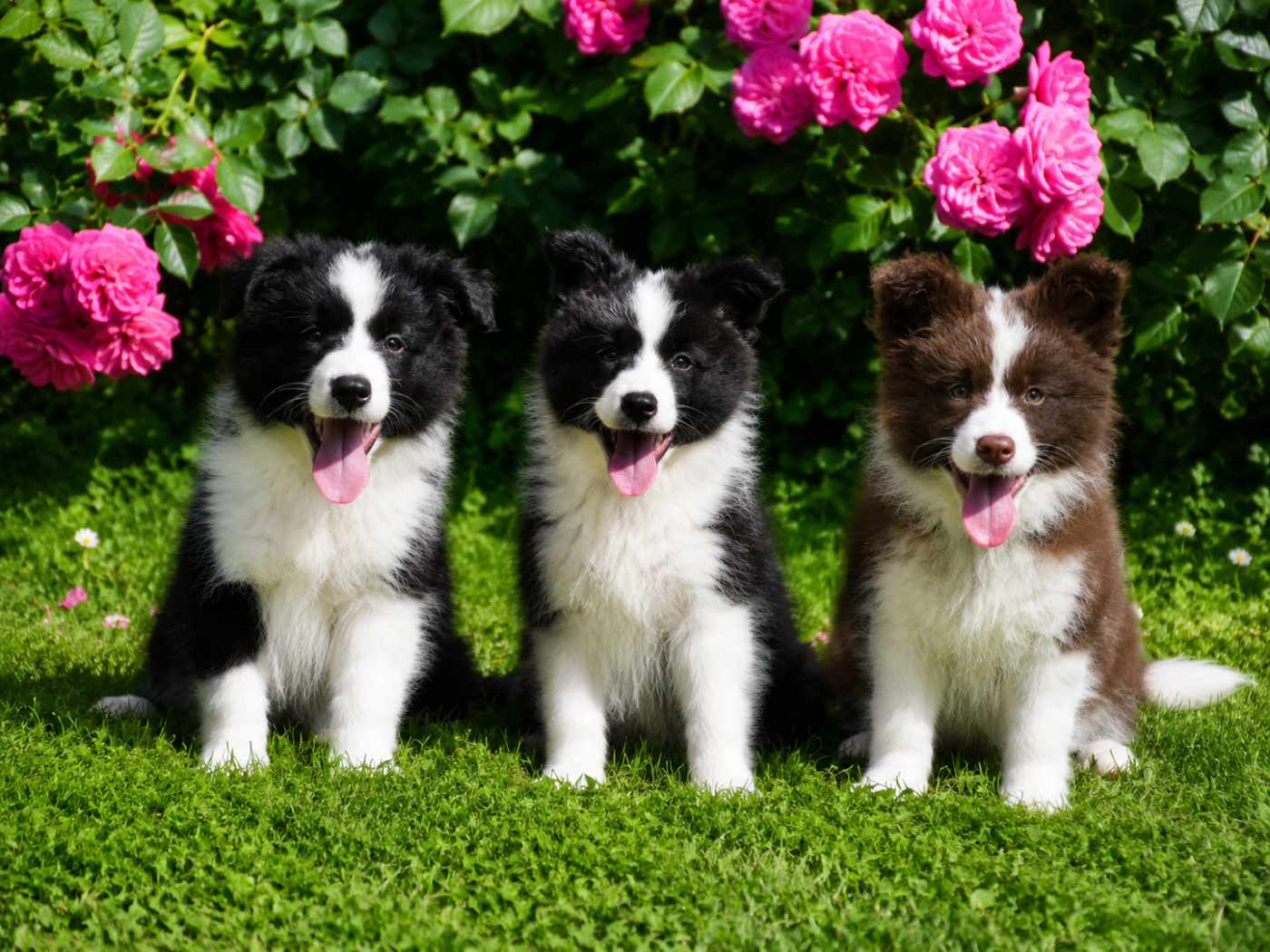 Border Collie - Of Pacific Spirit