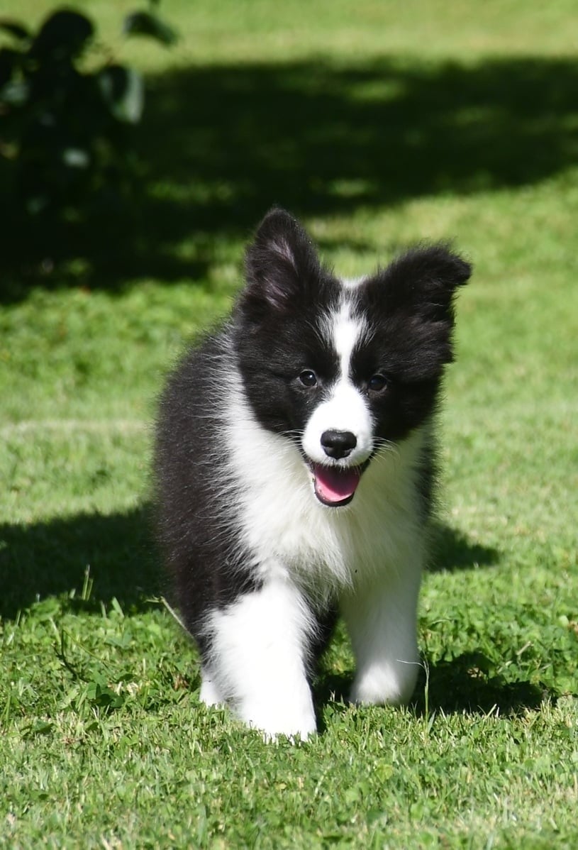 Border Collie - Of Pacific Spirit