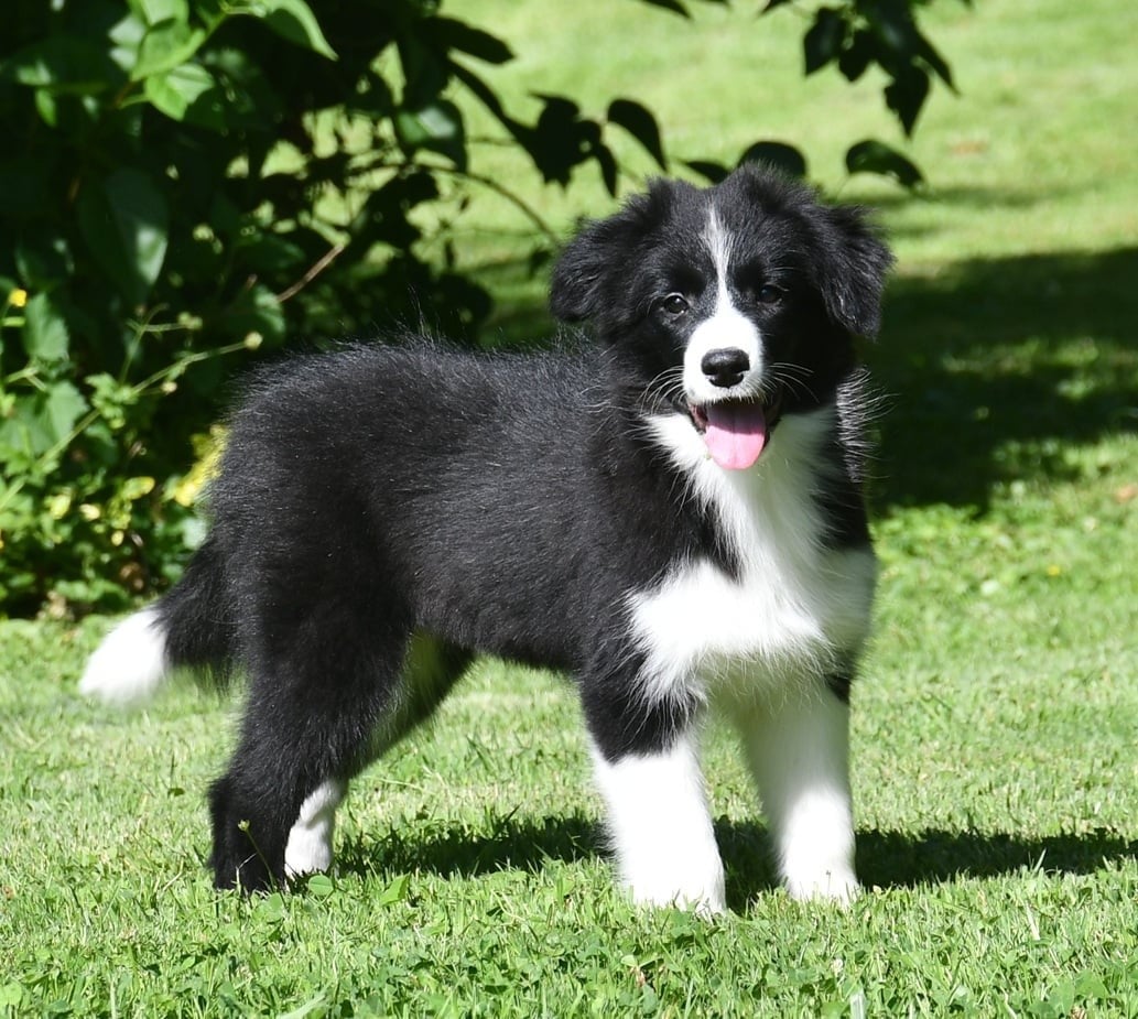Border Collie - Of Pacific Spirit