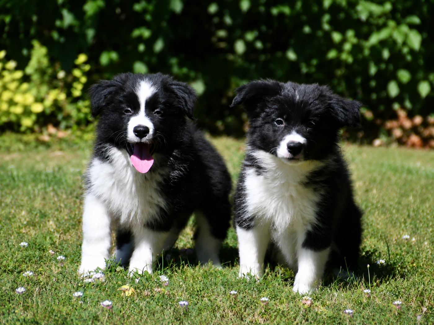 Border Collie - Of Pacific Spirit