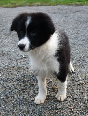Les chiots de Border Collie