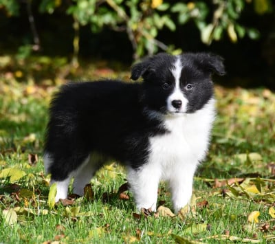 Les chiots de Border Collie