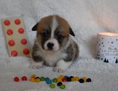 Les chiots de Welsh Corgi Pembroke