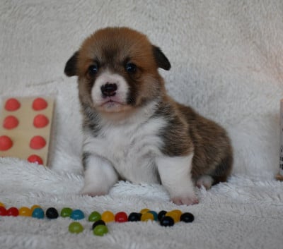 Les chiots de Welsh Corgi Pembroke