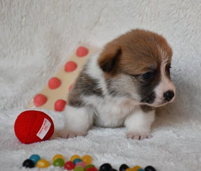 Les chiots de Welsh Corgi Pembroke