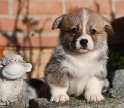 Les chiots de Welsh Corgi Pembroke