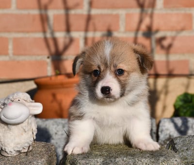 Les chiots de Welsh Corgi Pembroke