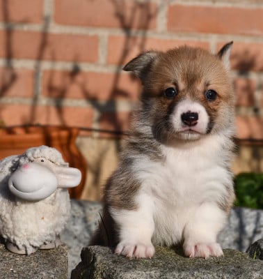 Les chiots de Welsh Corgi Pembroke