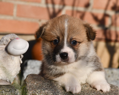 Les chiots de Welsh Corgi Pembroke
