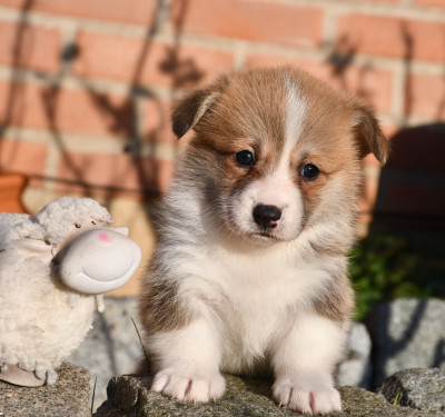 Les chiots de Welsh Corgi Pembroke