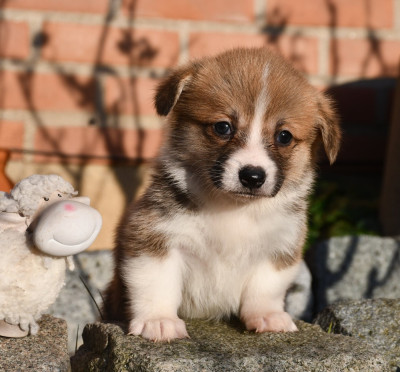 Les chiots de Welsh Corgi Pembroke