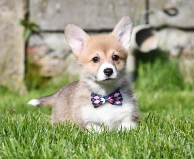 Les chiots de Welsh Corgi Pembroke