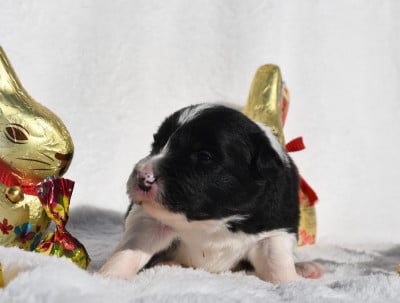 Les chiots de Border Collie