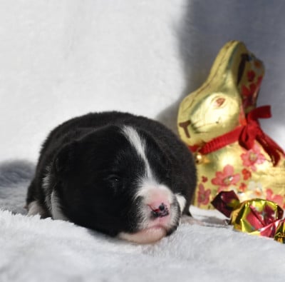 Les chiots de Border Collie