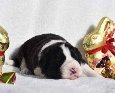 Les chiots de Border Collie