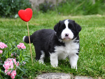 Les chiots de Border Collie