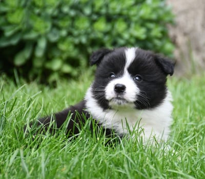 Les chiots de Border Collie