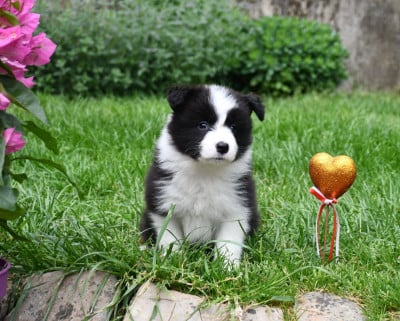 Les chiots de Border Collie