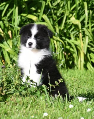 Les chiots de Border Collie