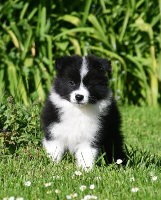 Les chiots de Border Collie