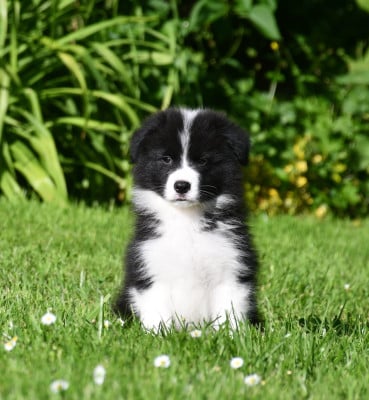 Les chiots de Border Collie