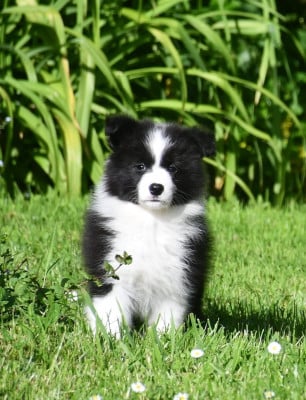 Les chiots de Border Collie