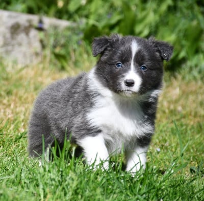Les chiots de Border Collie
