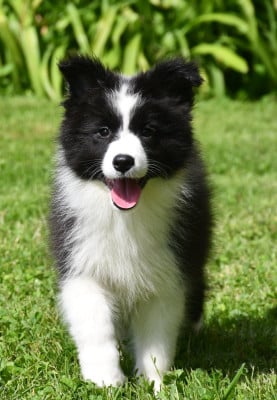 Les chiots de Border Collie
