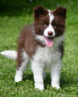 Les chiots de Border Collie