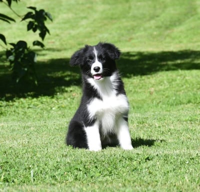 Les chiots de Border Collie