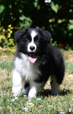 Les chiots de Border Collie