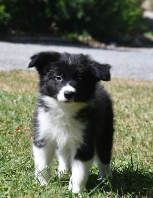 Les chiots de Border Collie