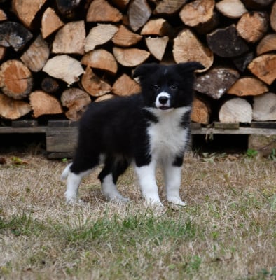 Les chiots de Border Collie