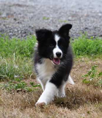 Les chiots de Border Collie