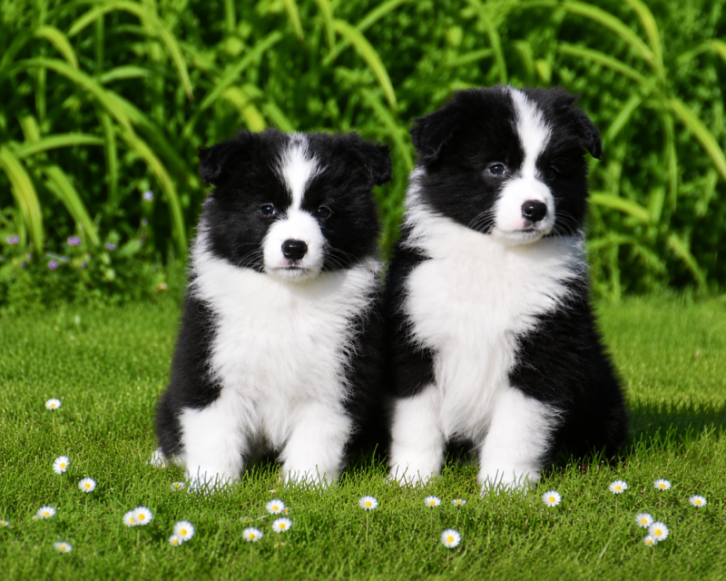 Border Collie - Of Pacific Spirit