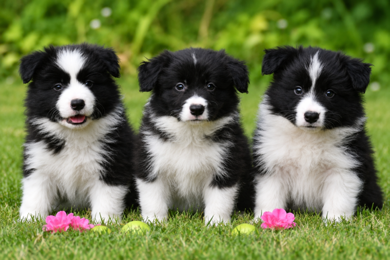 Border Collie - Of Pacific Spirit