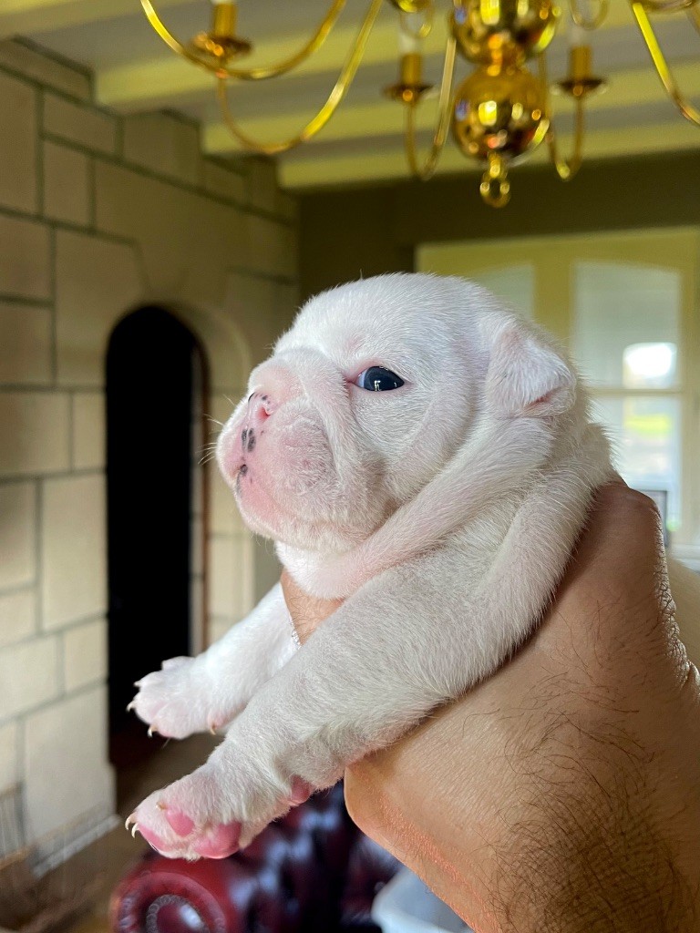 D OR WOOD ARMORED GLORY