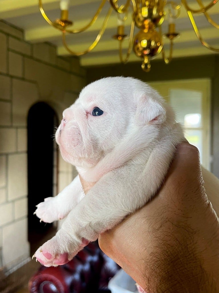 D OR WOOD ARMORED GLORY